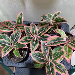 Aglaonema Lotus Delight