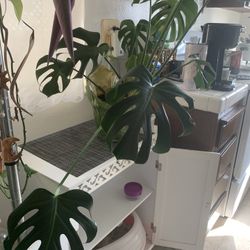 Monstera Plant Bundle 