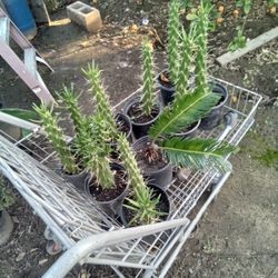 3 Each Or 2 For 5 Cactus Plants Red Blooms