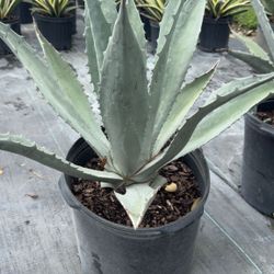 Blue Agave - 3gl