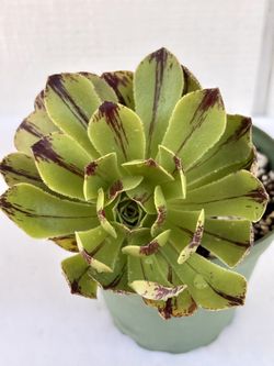 Aeonium Green Fire 🔥 