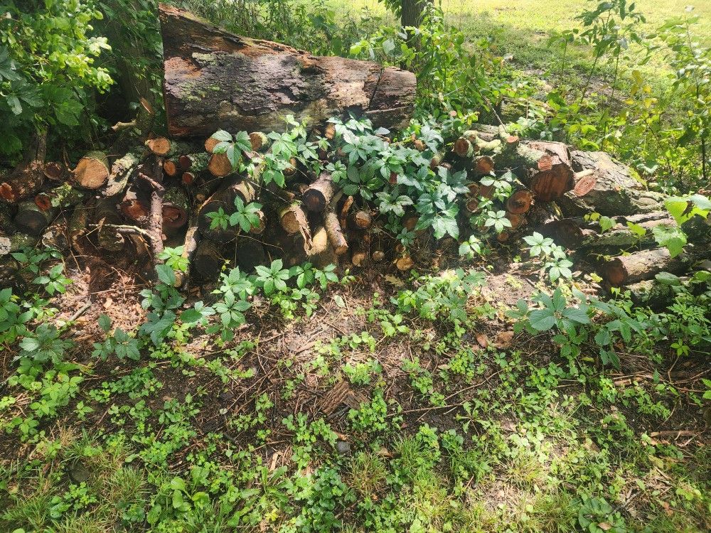 Firewood