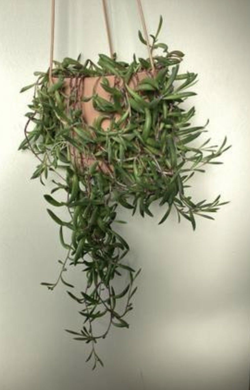 String of Ruby Necklaces Plant(Long)