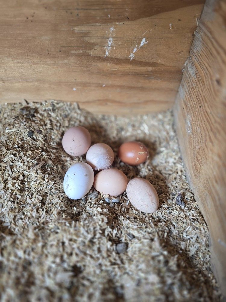 Fresh Eggs