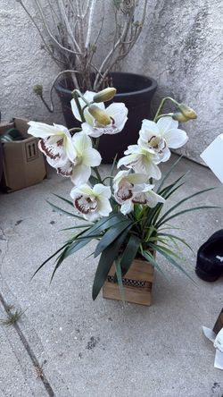 Orchid planter