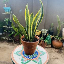 Snake Plan 2 Ft Tall