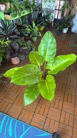 Moonlight Philodendron tropical plant