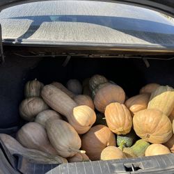 Calabazas A La Venta. Precio Según El Tamaño 
