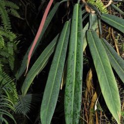 RARE (hard To Find)Bi-Color Philodendron (large Plant)