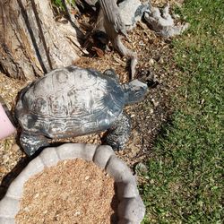 Large Heavy Concrete Turtle Spitter Or Garden Decor 