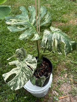 Misteria mint monstera