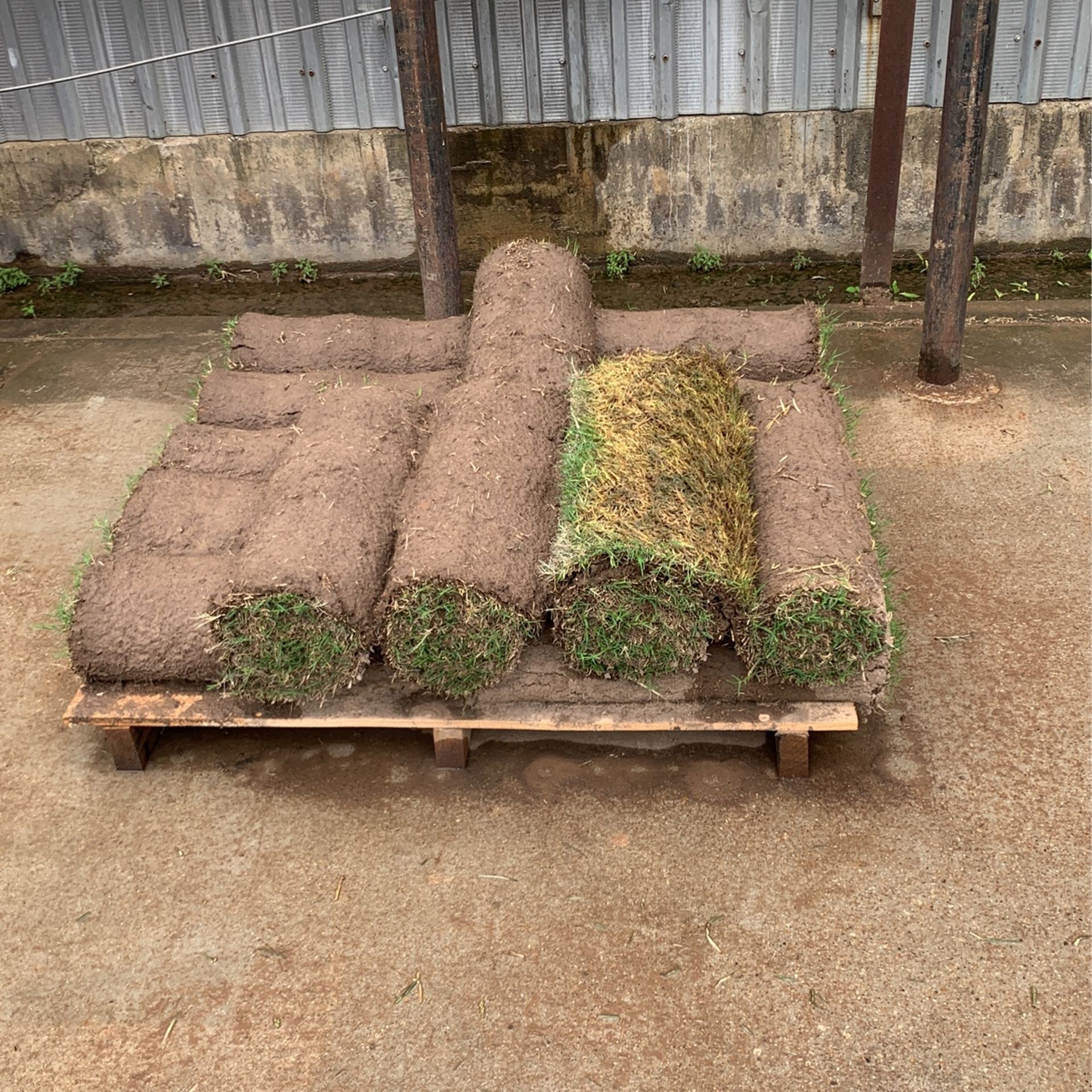 bermuda-rolls-sod-for-sale-in-plano-tx-offerup