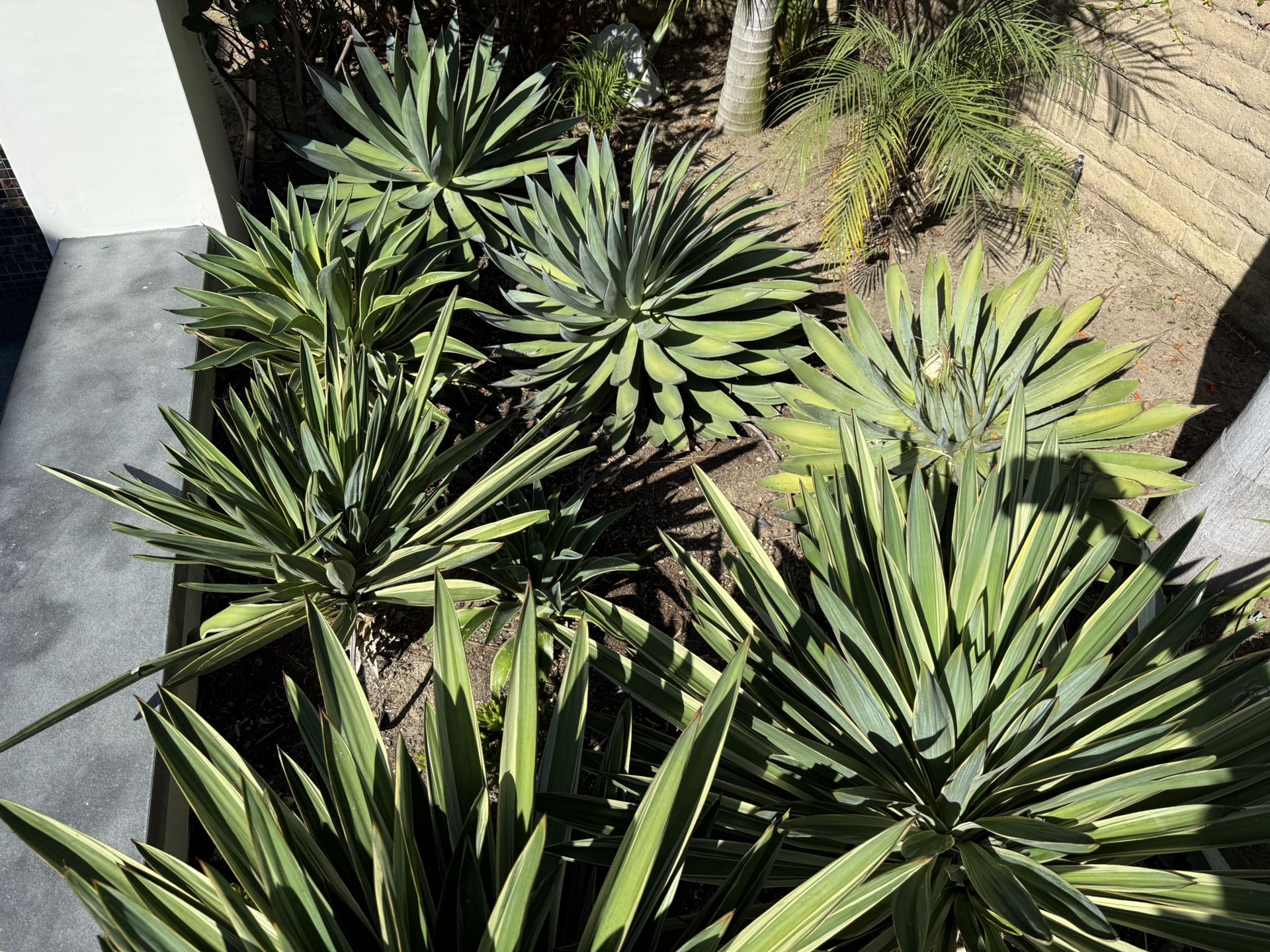 Succulent Plants Available For Your Garden