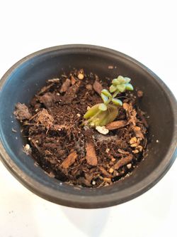 Starter Graptopetalum Bronz 3.5" Pot