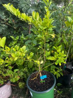 Tengo limones verdes mexicanos disponibles
