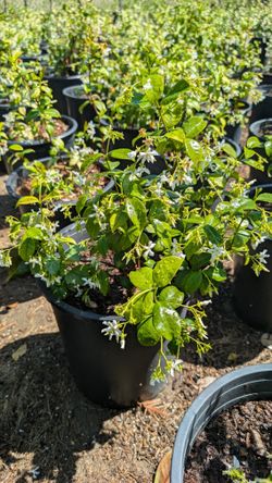 Jasmine Bush