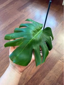 Small monstera deliciosa plant
