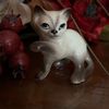 Cat Ramirez