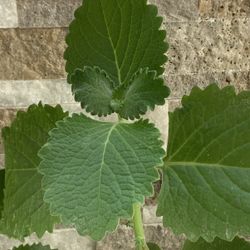 Cuban Oregano (Coleus amboinicus) Herbs/culinary Plant/Type Of Succulent 