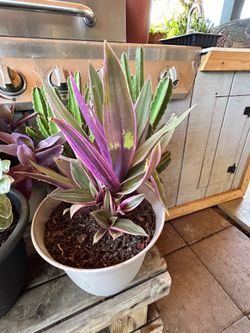 Plant