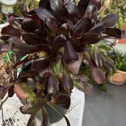 Una Planta Suculenta 