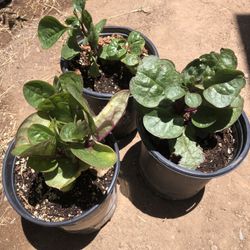Red Malabar Spinach 1 Gal