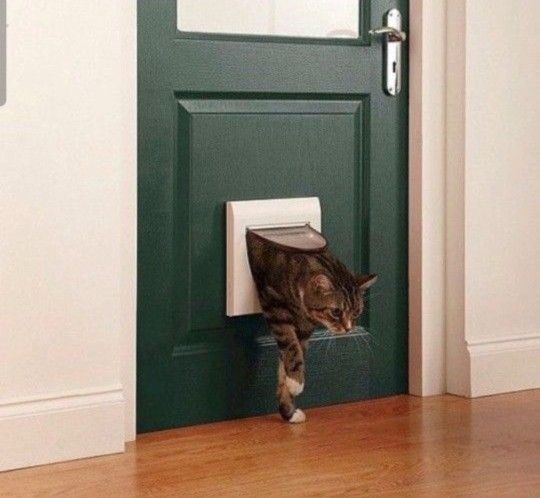 NEW cat door dog door 4 way locking cat flap see though flap Cat Door doggy door Bin 33 Shed