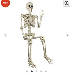 Posable Skeleton