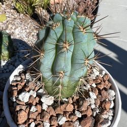 🌵 Browningia hertlingiana Cactus • Plants • Cacti 🌵 