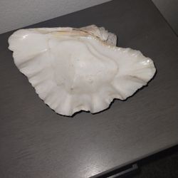 Concha Mide 9:30 Pulgadas Por Siete