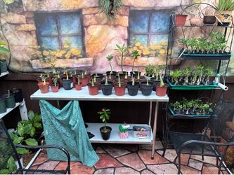 Plant sale !!
