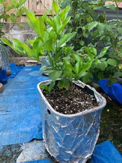 improved meyer lemon tree 3 gallons