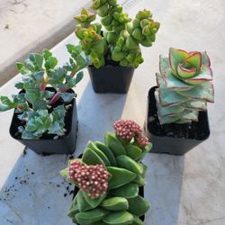 Succulents
