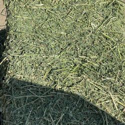 Alfalfa Hay