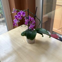 Mini Orchid