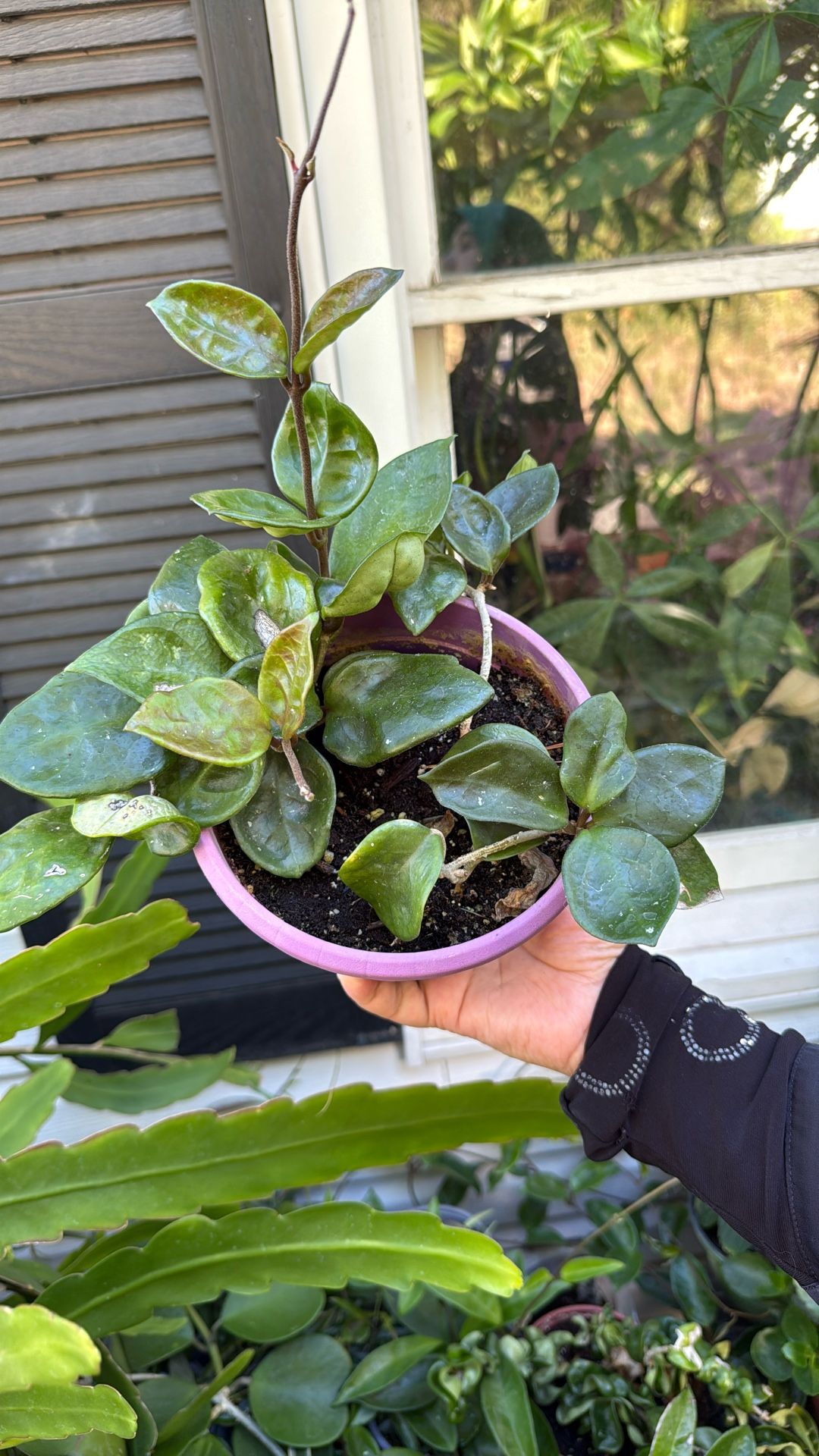 Hoya