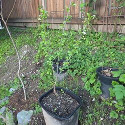 Garden Tree Bing Cherry 2 Years
