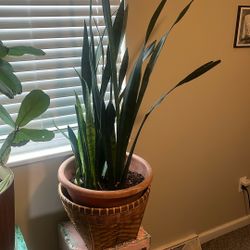 mature snake plant