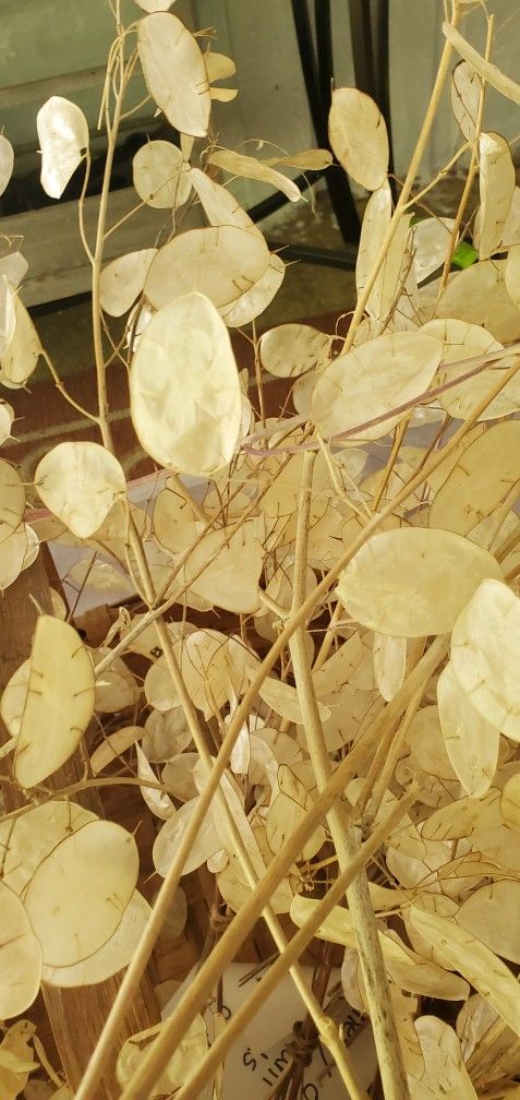 Weddings-dried Bouquets-Silver Dollar Plant