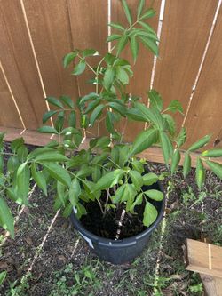 Elderberry Shrub / Tree