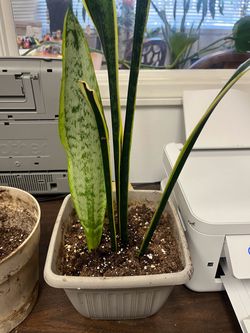 Plant