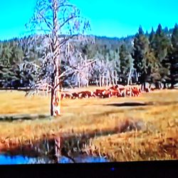 Same Sex DVDs For Sale 