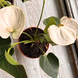 White Anthurium Live Plant For Houseplant 
