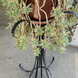 Plant Stand & Plant, Large, Gorgeous Succulent 