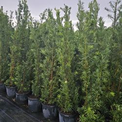 podocarpus  over 6 to 7 feet tall Instant  privacy Hedge for fence 