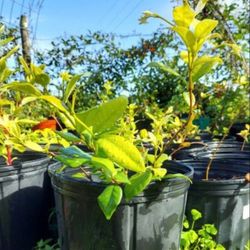 Confederate Jasmine plants in pots