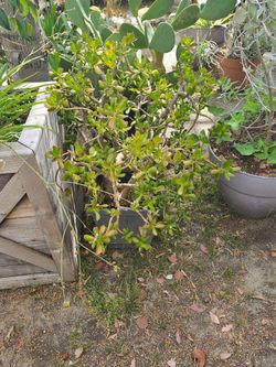 Jade plant rubber tree