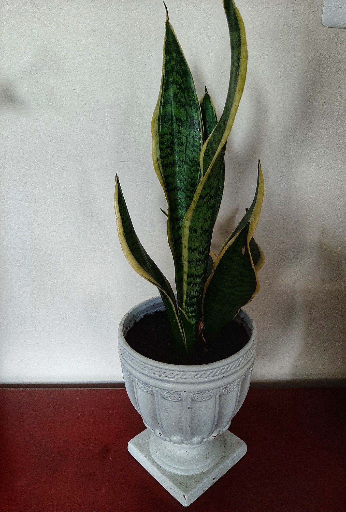 Planter with live snake plant