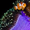 @aquariumconnect