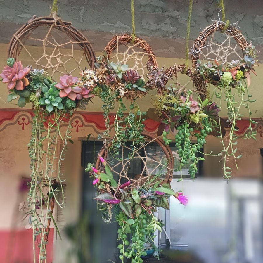 Succulent Dream Catcher Arrangements